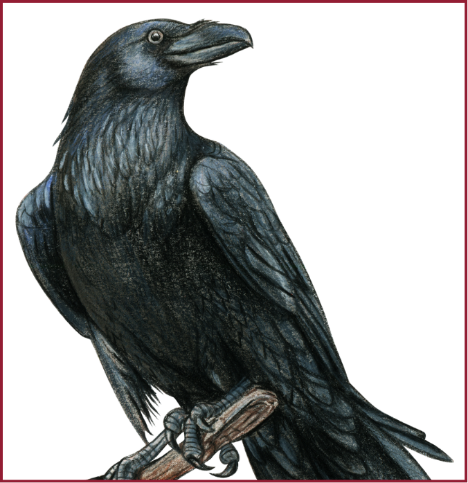 2024-03-26 - Ravens Poets